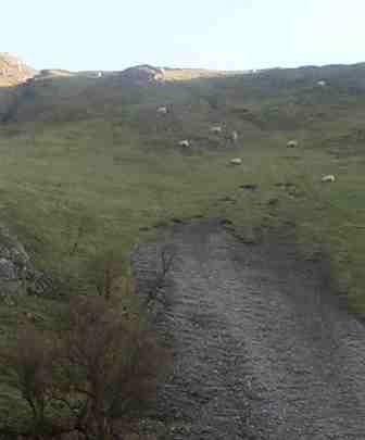 sheep up hill.jpg (7157 bytes)