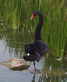3x3 black swan.jpg (12389 bytes)