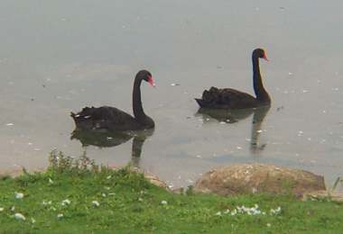 4x3 black swans.jpg (9562 bytes)