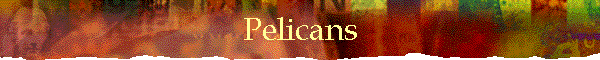 Pelicans