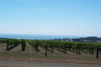 3x5 Vineyard.jpg (6912 bytes)