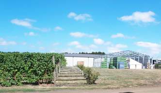 3x5 vines and production.jpg (9862 bytes)