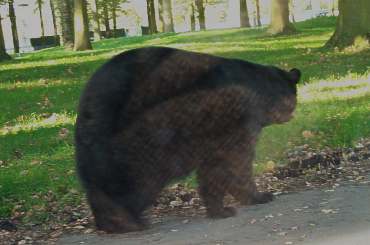 4x3 Bear ion road.jpg (13464 bytes)