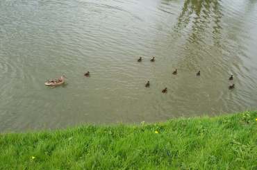 4x3 Linslade ducks.jpg (12116 bytes)