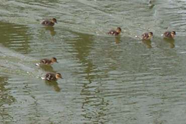 4x3 Linslade ducks 2 speed.jpg (13460 bytes)