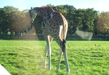 4x3  giraffe.jpg (18493 bytes)