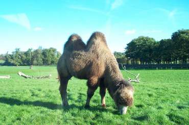 4x3 camel.jpg (15268 bytes)