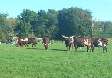 4x3 cattle.jpg (15228 bytes)