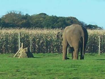 4x3 elephants.jpg (13383 bytes)