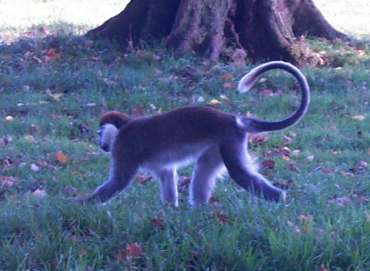 4x3 monkey.jpg (15759 bytes)