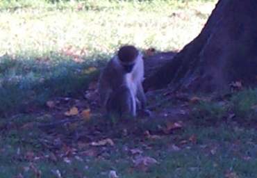 4x3 monkey 2.jpg (11347 bytes)