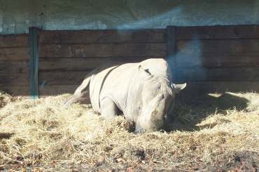 4x3 rhino.jpg (15678 bytes)