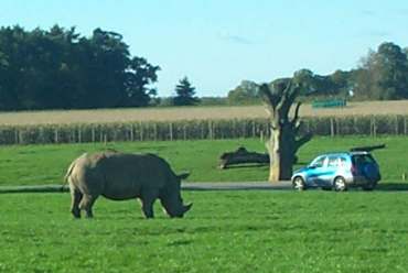 4x3 rhino in field.jpg (11947 bytes)