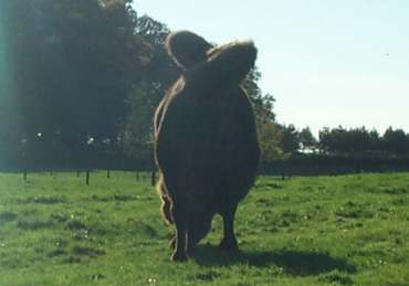 4x3 twisted camel.jpg (9583 bytes)