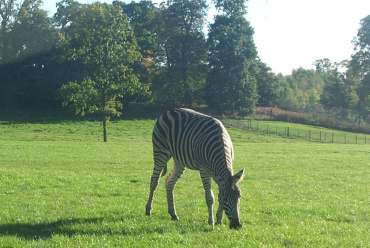 4x3 zebra.jpg (15640 bytes)