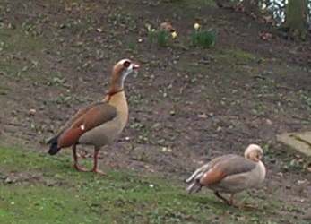 4x3 colourful ducks 2.jpg (14200 bytes)