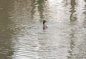 4x3 grebe.jpg (12640 bytes)