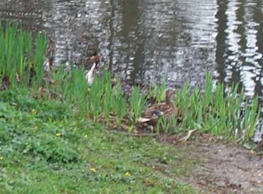 4x3 grebe 3.jpg (20064 bytes)