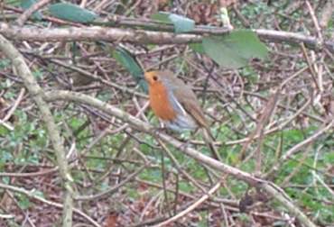 4x3 robin.jpg (19799 bytes)