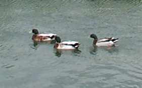 280501 3 little Ducks web.jpg (5129 bytes)