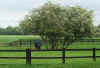 280501 Horse on field web.jpg (11786 bytes)