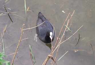 280501 coot web.jpg (6887 bytes)