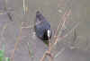 280501 coot web.jpg (6887 bytes)