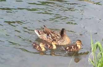 280501 ducklings web.jpg (8727 bytes)