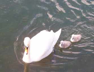 280501 swan and 2 cygnets web.jpg (7602 bytes)