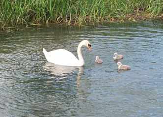280501 swan and 3 cygnets web.jpg (12887 bytes)