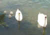 280501 swans and gygnets web.jpg (6805 bytes)
