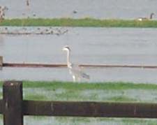3x2 heron200211.jpg (5012 bytes)