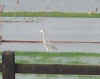 3x2 heron200211.jpg (5012 bytes)