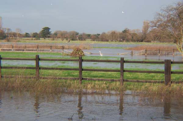 4x3 heron in field.jpg (29358 bytes)