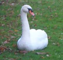 4x3 swan 200211.jpg (6359 bytes)