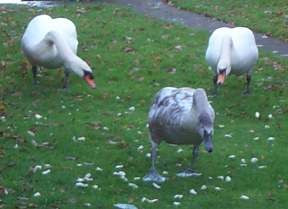 4x3 swans 200211.jpg (10228 bytes)