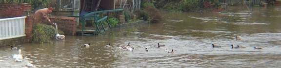 6x2 judy feeding swans20021114.jpg (14388 bytes)