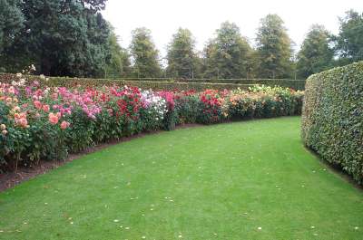 4x3 Anglesey dahlias.jpg (19831 bytes)
