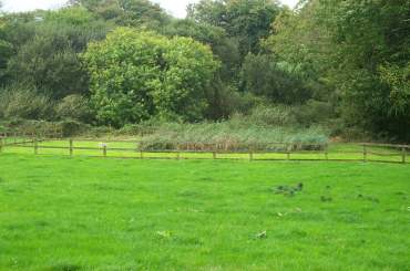 3x4 Trerice reed bed.jpg (14925 bytes)