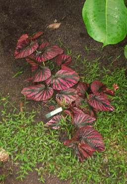 3x4 begonias.jpg (19712 bytes)