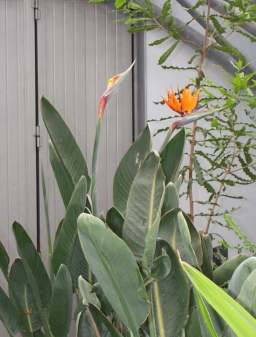 3x4 bird of paradise plant.jpg (14293 bytes)