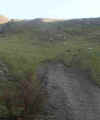 sheep up hill.jpg (7157 bytes)