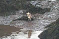 3x2 heron.jpg (6406 bytes)