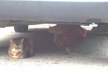 3x2catandcock.jpg (9710 bytes)
