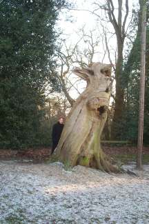 3x4 judy tree 1.jpg (15912 bytes)