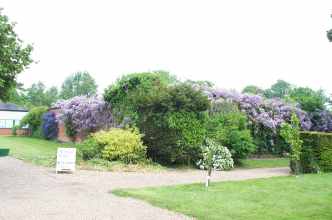 Blake Hall Wysteria lower res.jpg (8839 bytes)