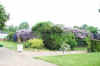 Blake Hall Wysteria lower res.jpg (8839 bytes)