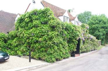 4x3 holly bush.jpg (20253 bytes)