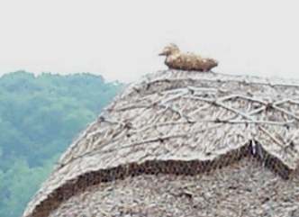 web Dunnose Roof Duck.jpg (11380 bytes)
