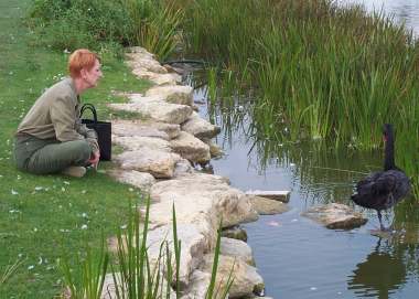 4x3 judy and black swan.jpg (20745 bytes)